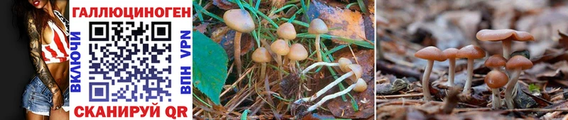 Псилоцибиновые грибы Magic Shrooms Моздок